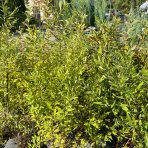 Tavoľník sivý (Spiraea × cinerea) ´GREFSHEIM´ - výška 20-40 cm, kont. C3L